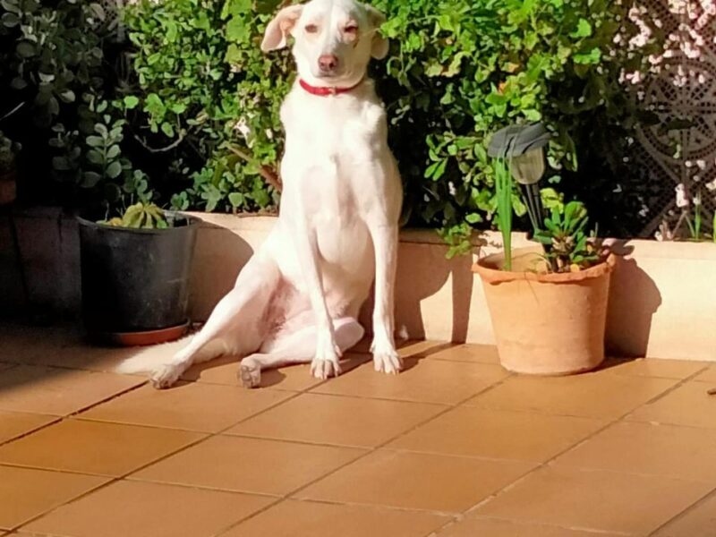 Brusa, perrita en adopción!