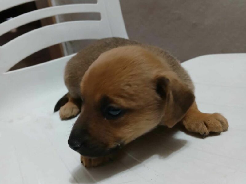 Perritos para adopción en Córdoba, Argentina