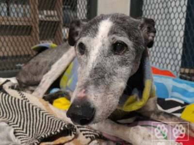 Perrita en adopción en Montevideo