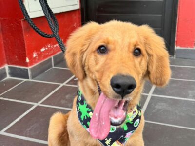 Doy a Luca en adopción