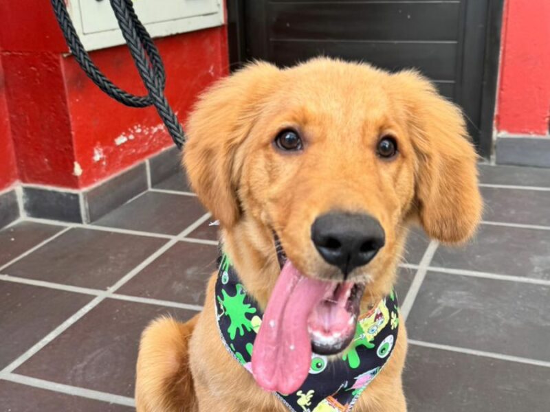 Doy a Luca en adopción