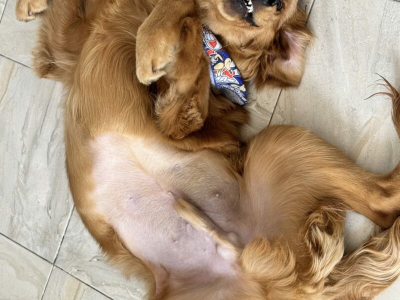 Doy a Luca en adopción