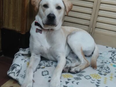 Damos en adopción