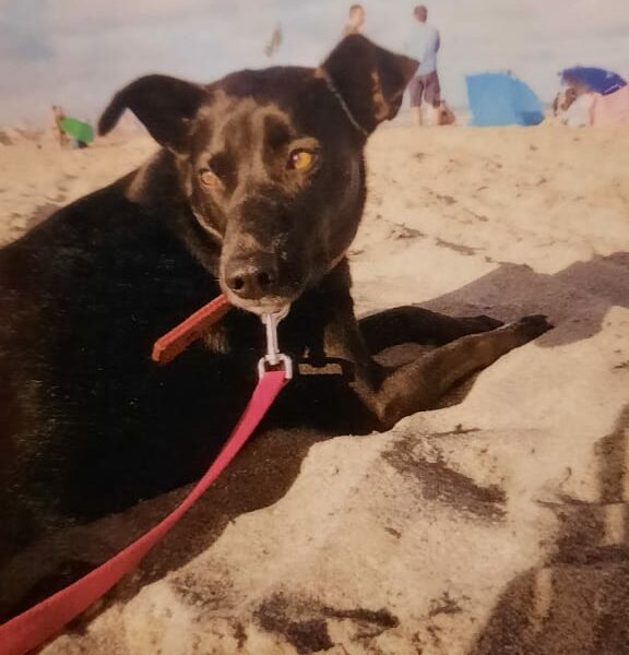 Adopcion Responsable
