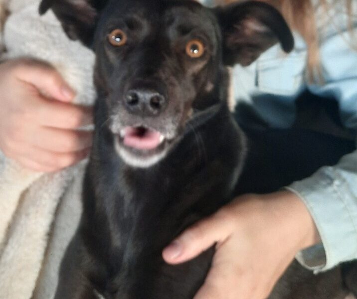 Adopcion Responsable