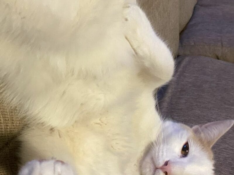 Gato en adopción