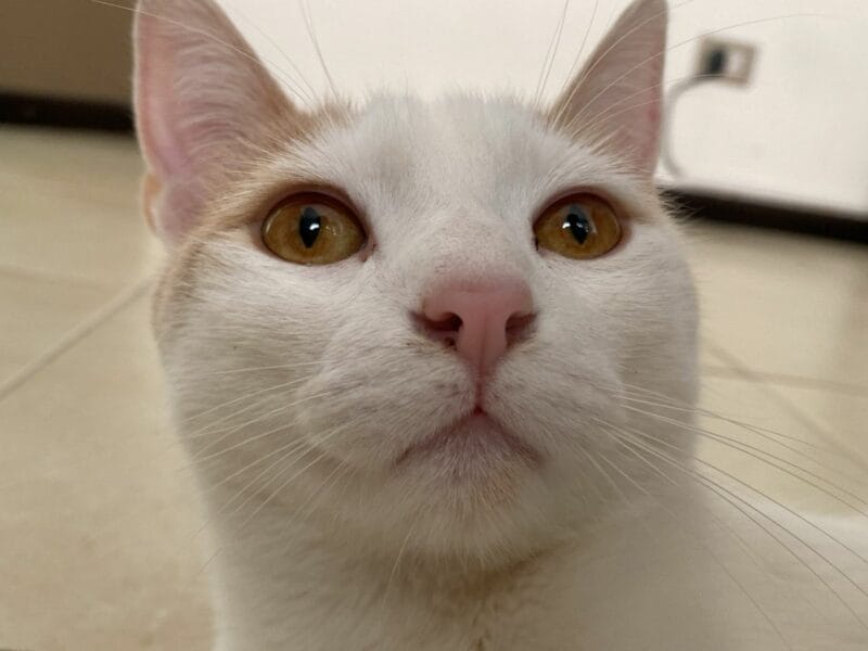 Gato en adopción