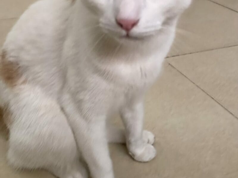 Gato en adopción