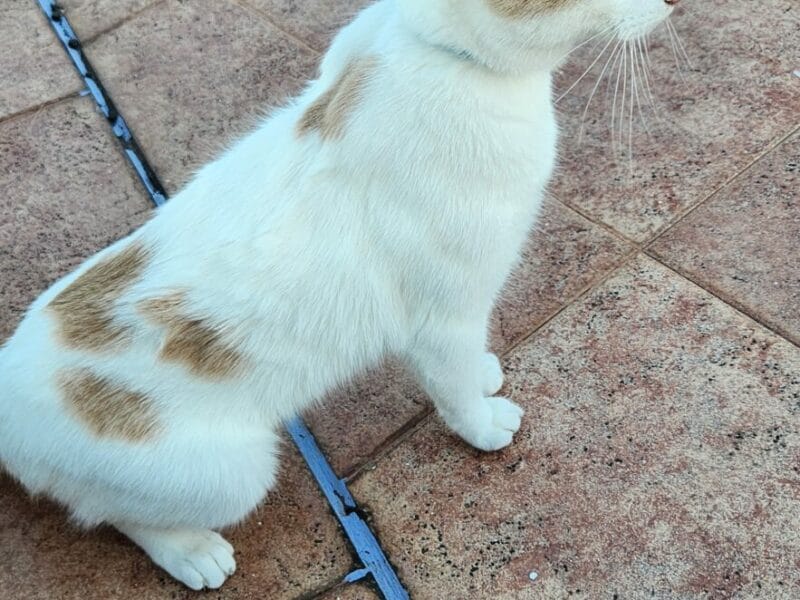 Gato en adopción