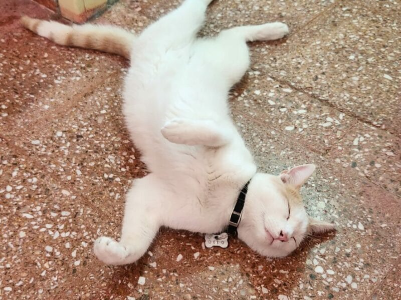 Gato en adopción
