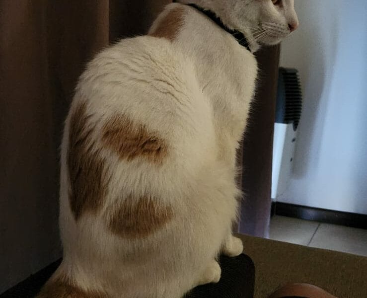 Gato en adopción