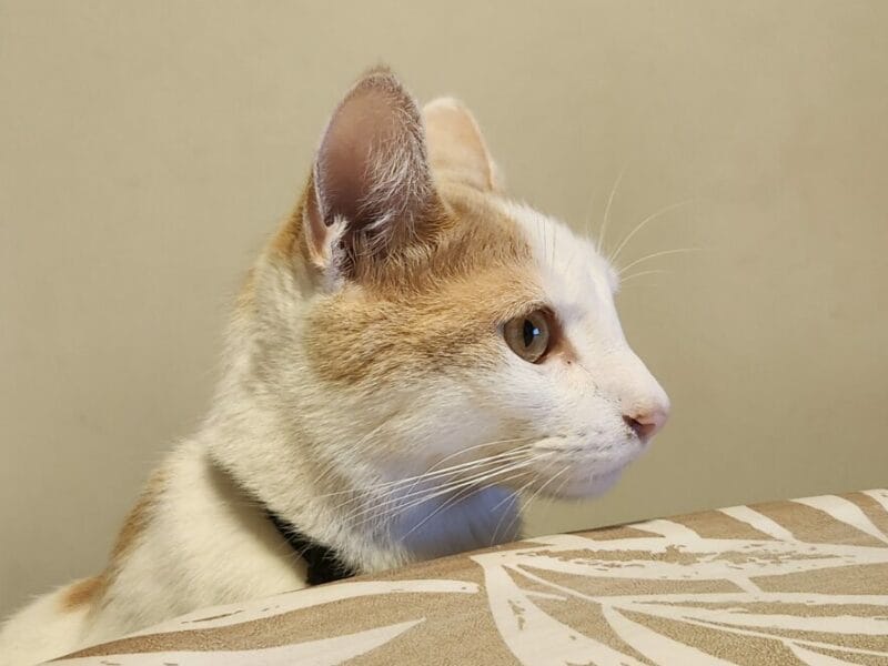 Gato en adopción