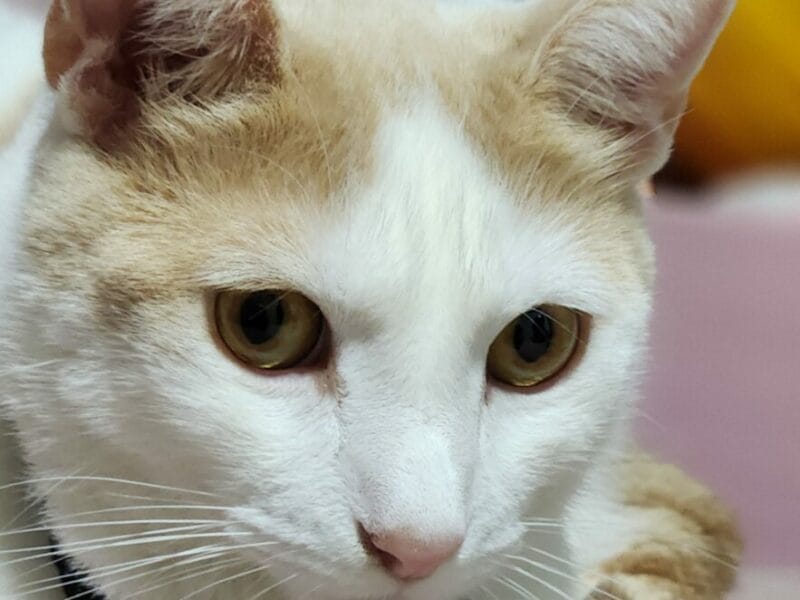 Gato en adopción