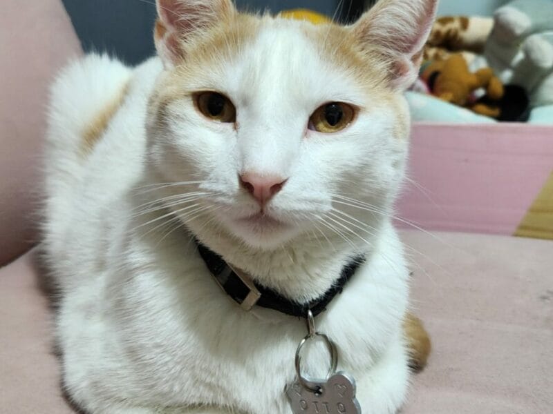 Gato en adopción