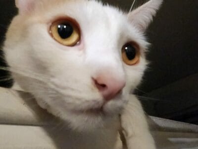 Gato en adopción