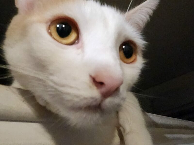 Gato en adopción