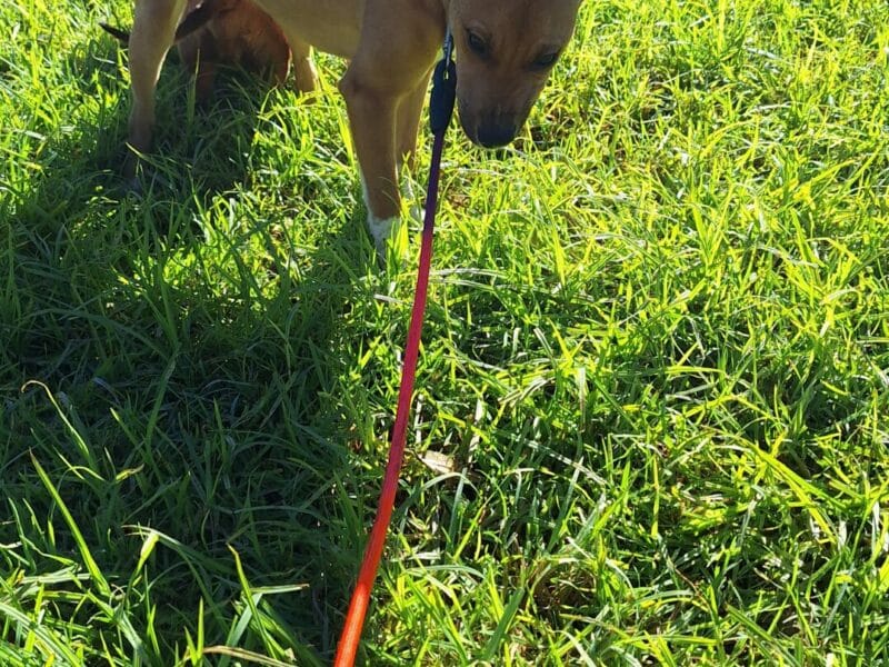 Busco un hogar para Luna