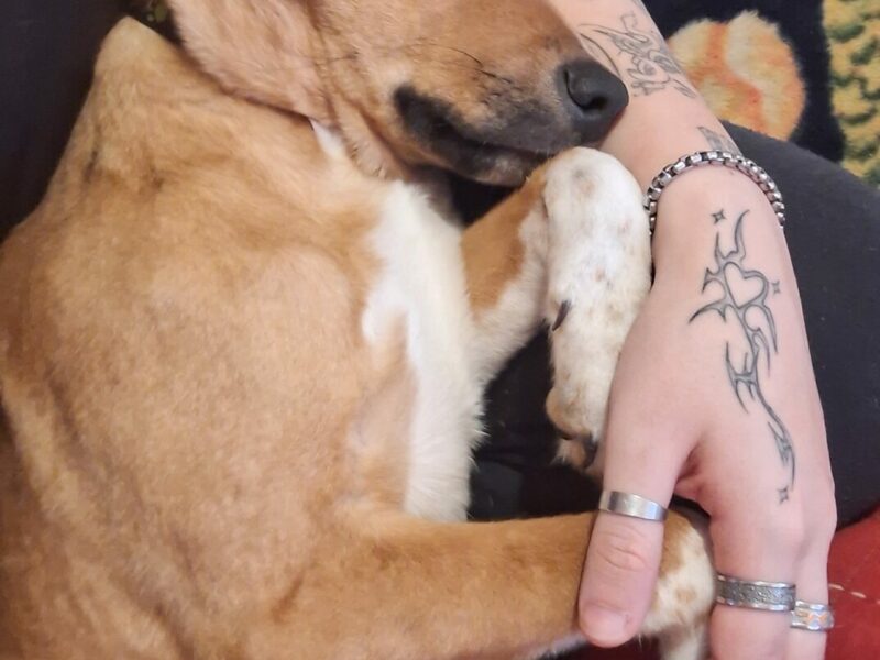 Busco un hogar para Luna