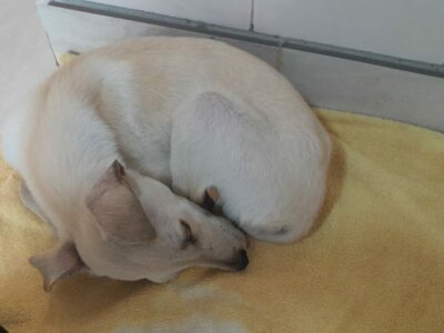 Cachorra 4 meses