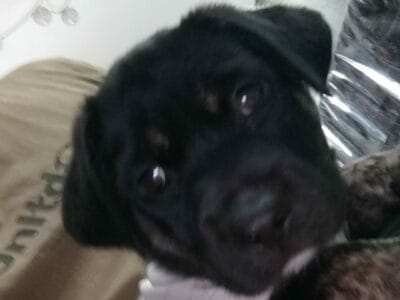 Se da en adopcion perrito 60 dias