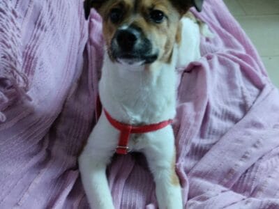Paloma en adopción