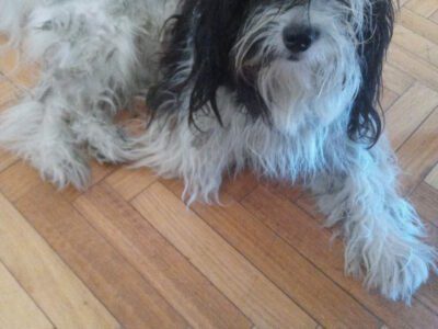 Perrito en adopción