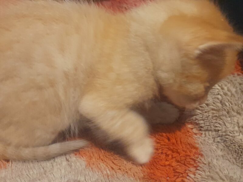 QUIERO DAR 3 GATOS, NO LOS QUIERO NO PUEDO TENERLOS