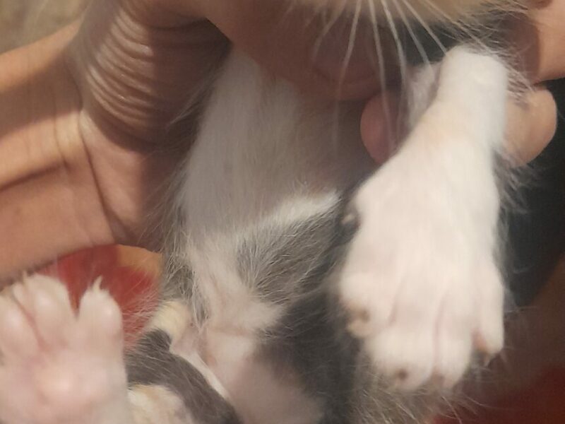 QUIERO DAR 3 GATOS, NO LOS QUIERO NO PUEDO TENERLOS
