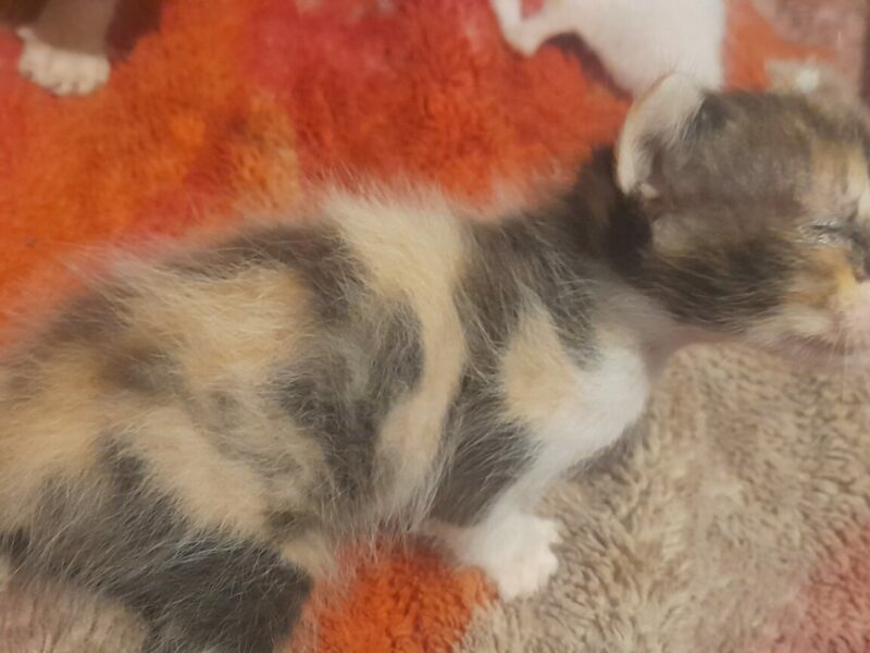 QUIERO DAR 3 GATOS, NO LOS QUIERO NO PUEDO TENERLOS