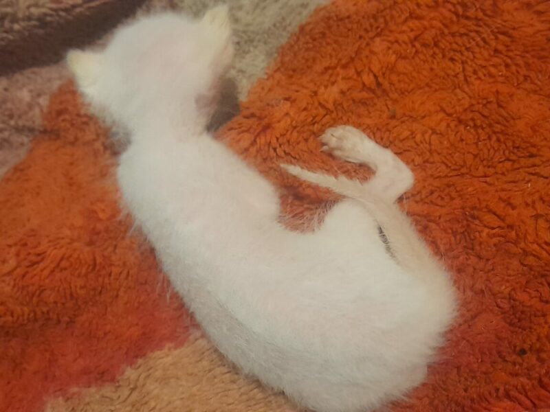 QUIERO DAR 3 GATOS, NO LOS QUIERO NO PUEDO TENERLOS