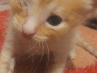 QUIERO DAR 3 GATOS, NO LOS QUIERO NO PUEDO TENERLOS
