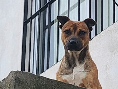 Perro en adopción