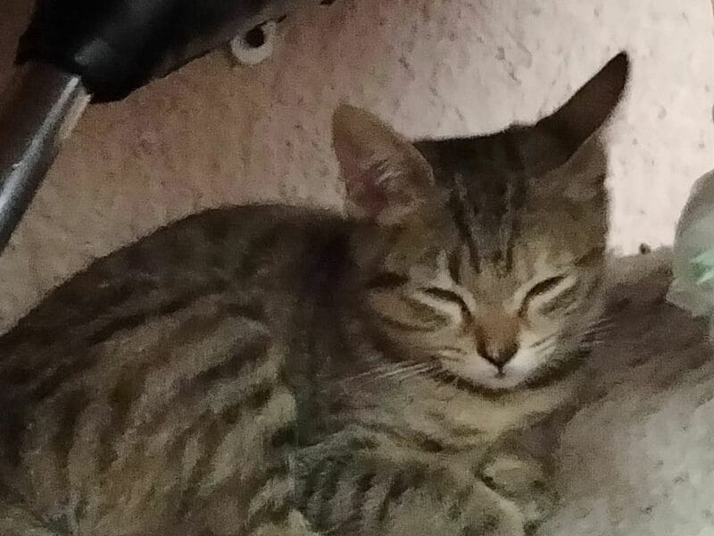 HOLAA ESTOY DANDO ESTOS GATITOS EN ADOPCIÓN 💕 en México