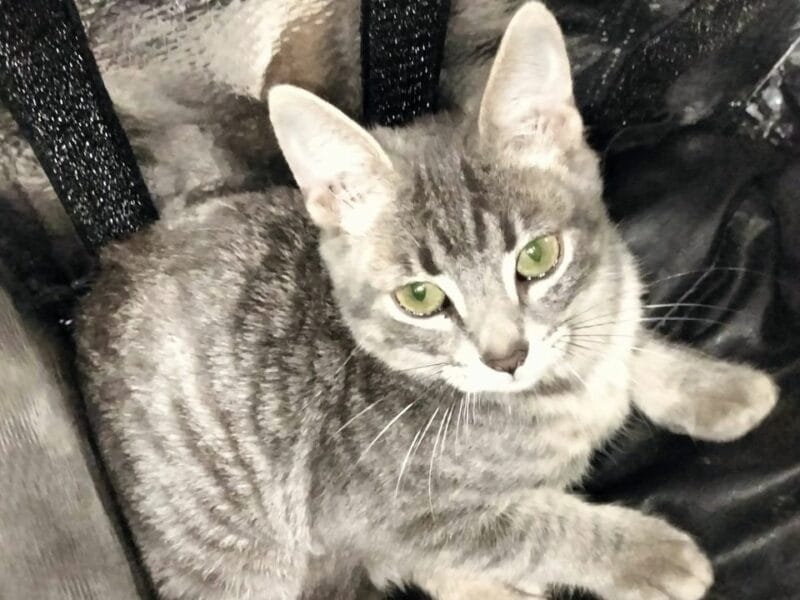 HOLAA ESTOY DANDO ESTOS GATITOS EN ADOPCIÓN 💕 en México