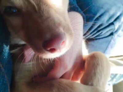 Milka en busca de familia urgente