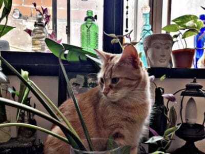 Gatita en adopción ya castrada