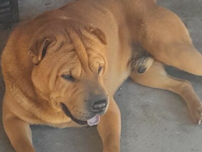 Adopción