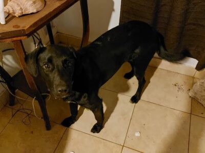 Leona en adopción urgente