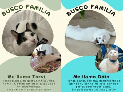 Dos gatitos hermanitos en adopcion responsable