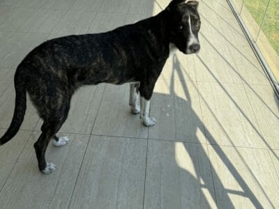Perro encontrado en el hotel Wyndham, Nordelta. Hace 2 semanas que está en la calle, me contaron