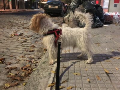 Doy perro chico 3 años para adopción