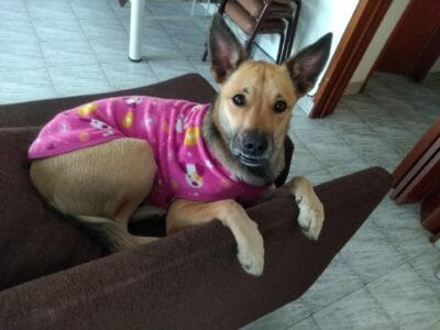 Pipa en adopción