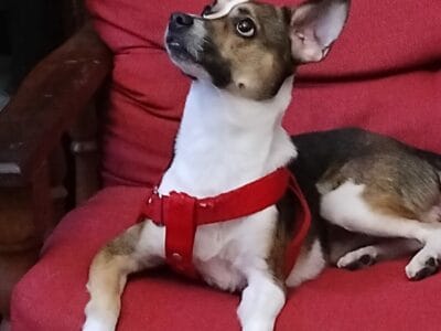 Perro para dar en adopción