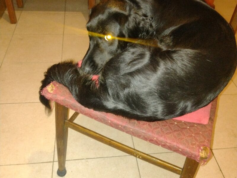 Adopción