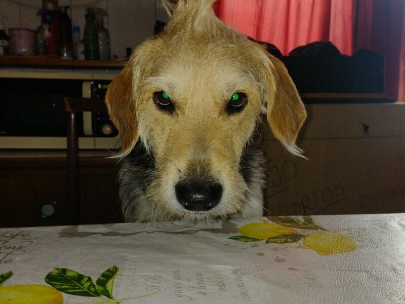 Adopción