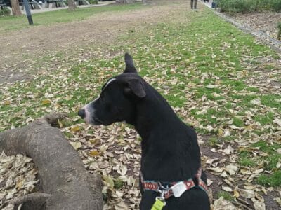 Perro en adopción