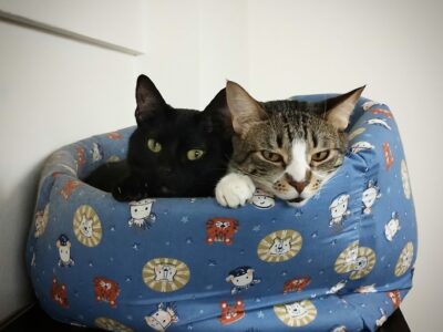 Hermanitos en adopción