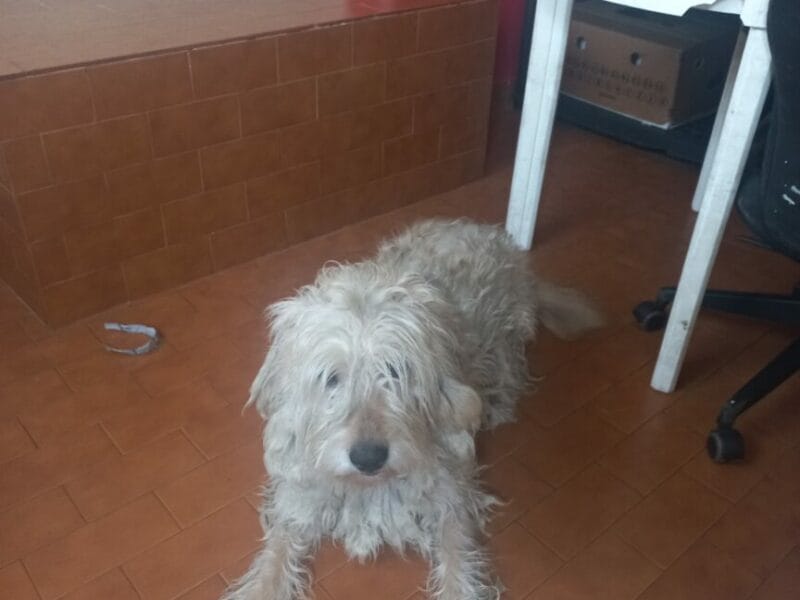 Perro en adopcion