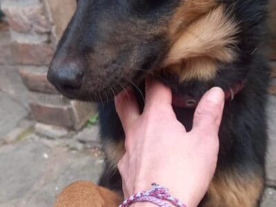 Busca Hogar! tamaño mediano chico, cariñosa y juguetona.