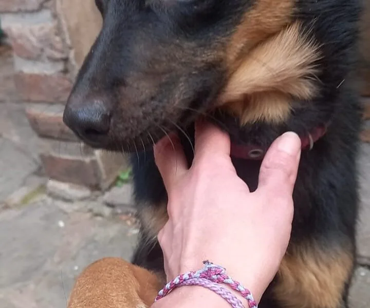 Busca Hogar! tamaño mediano chico, cariñosa y juguetona.